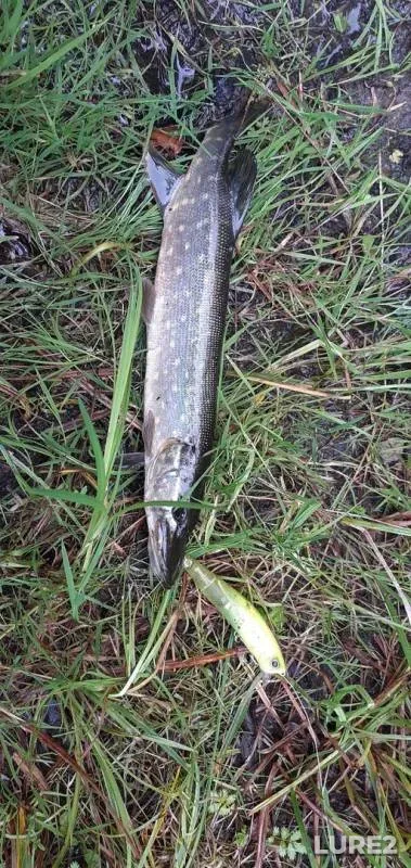 Pike — Sendega, Jul 18, 2019