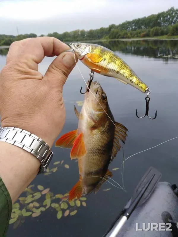Perch — Zaton Limenda, Aug 14, 2019