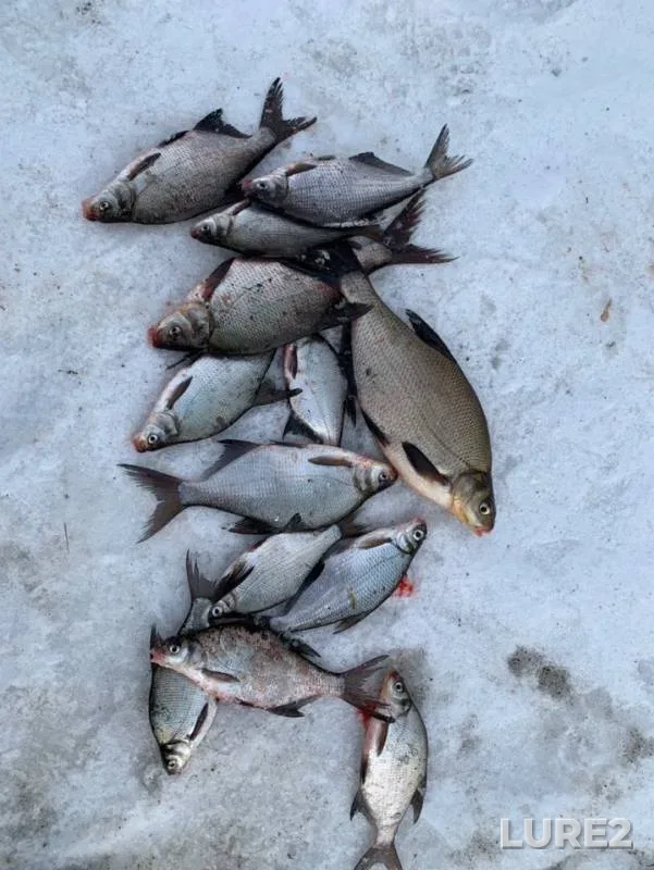 Bream — Moskva, Mar 17, 2019