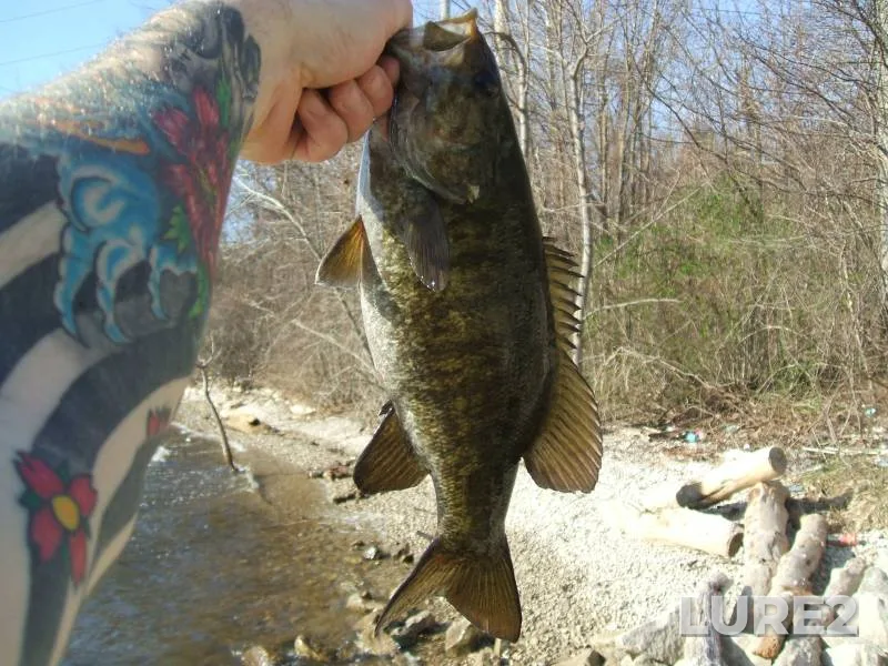 Smallmouth bass — Huron River, Aug 25, 2019, 9:35 AM