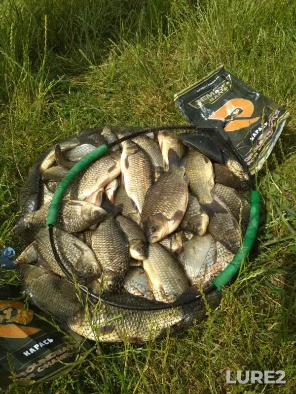 Crucian carp — Novomichurinskoye, Jun 16, 2019