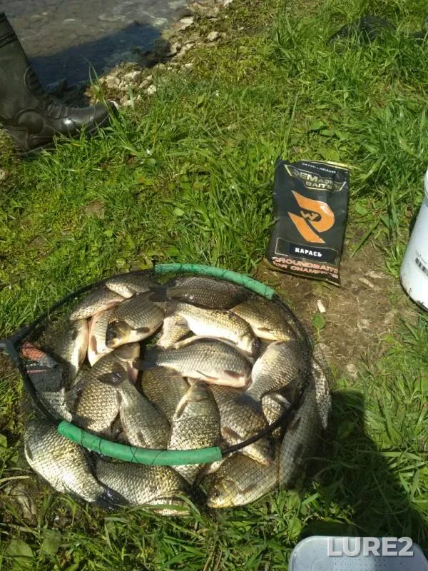 Crucian carp — Novomichurinskoye, May 20, 2019