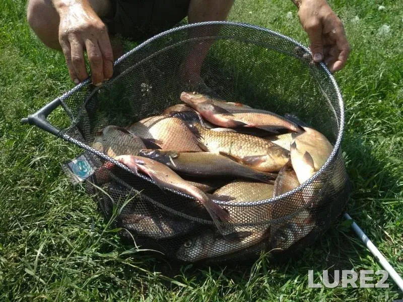 Bream — Ryazanskaya oblast, May 31, 2019