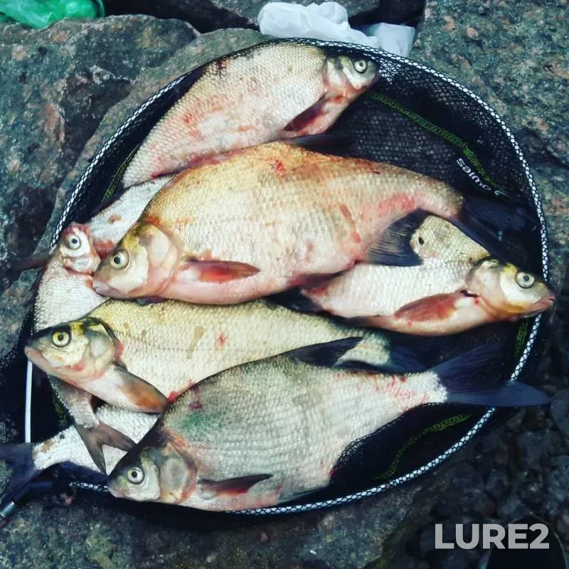 Bream — Dudergofskiy kanal, Aug 04, 2019