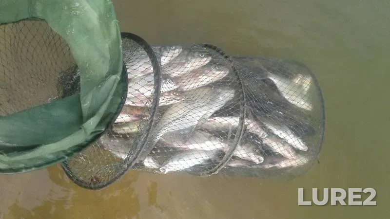 Bream — Istrinskoye, Jun 22, 2019