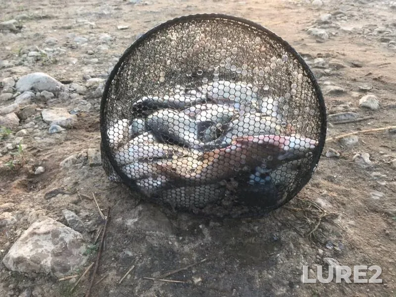 Bream — Ruzskoye, Jun 24, 2019