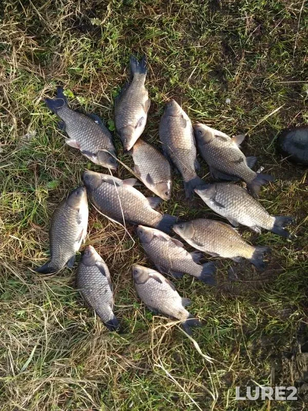 Crucian carp — Brestskaya oblast, Baranovichskiy rayon, May 09, 2019