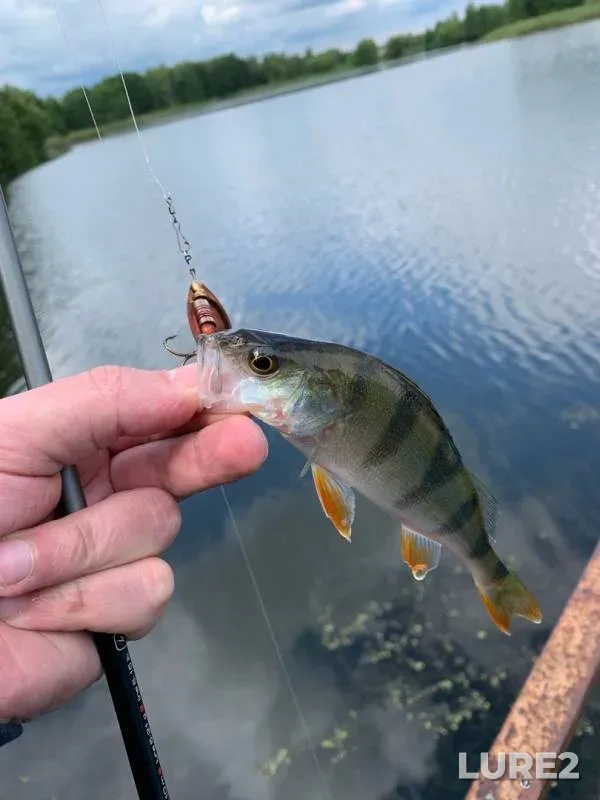 Perch — Moskovskaya oblast, gorodskoy okrug Stupino, Jul 14, 2019