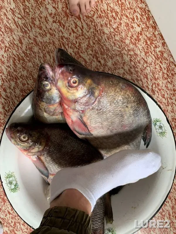 Bream, Perch — Sheregodra, Jul 20, 2019
