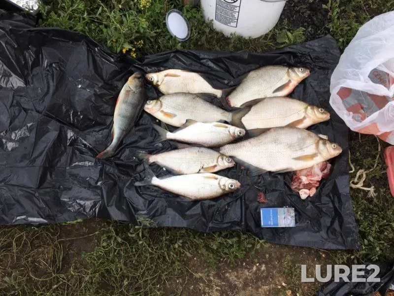 Bream, Perch — Moskva, Jul 21, 2019