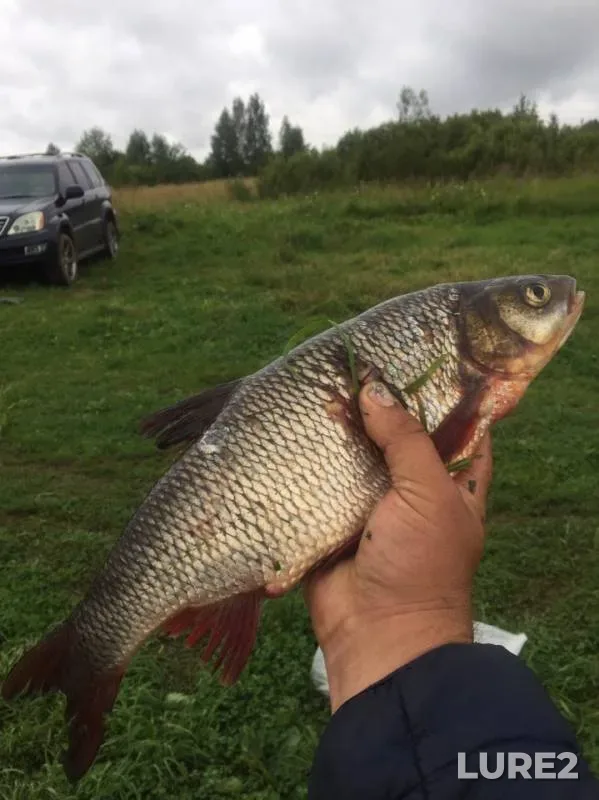 Bream, Ide — Dubna, Jul 21, 2019