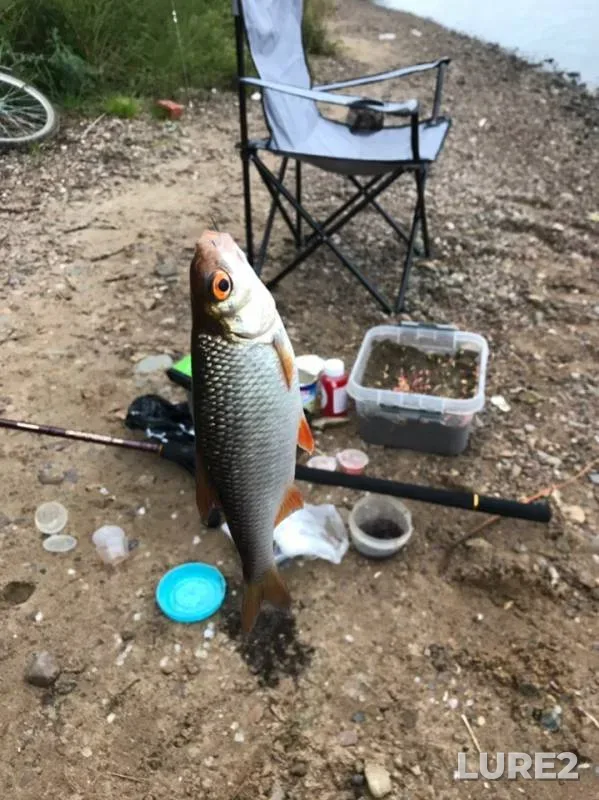 Bream, Roach — Volga, Aug 02, 2019