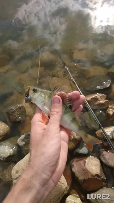 Perch — Ruza, Aug 12, 2019