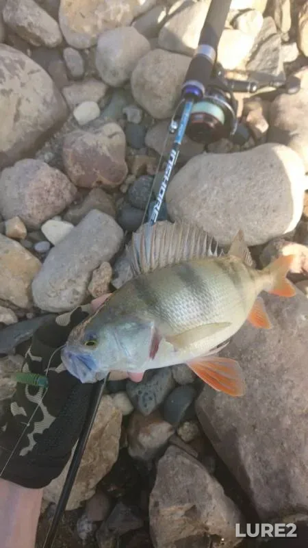 Perch — Ruza, Aug 25, 2019