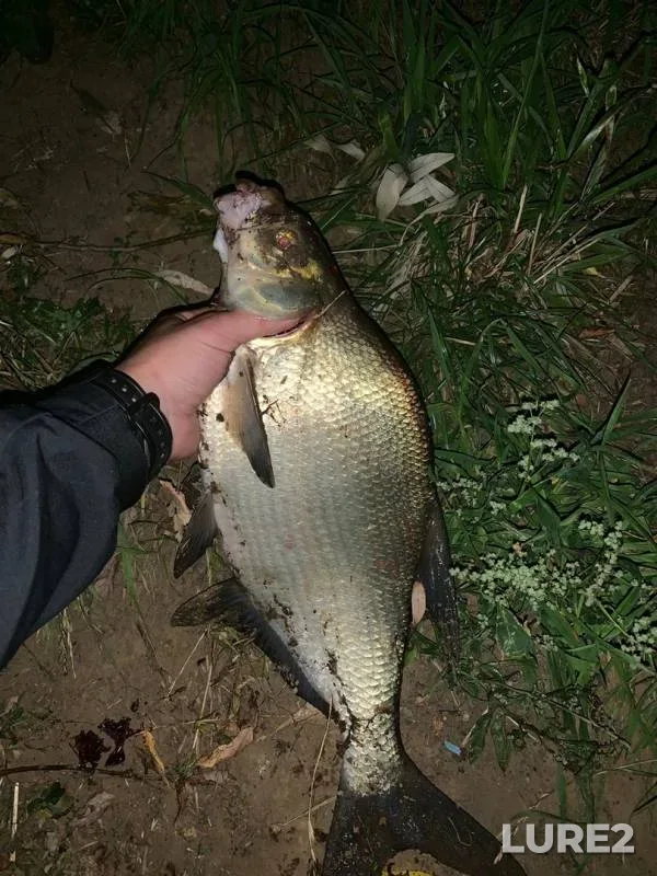 Bream, Roach — Moskva, Aug 26, 2019