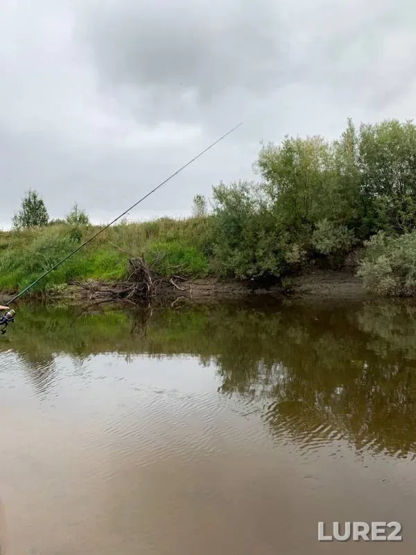 Bream, Perch — Mologa, Aug 26, 2019