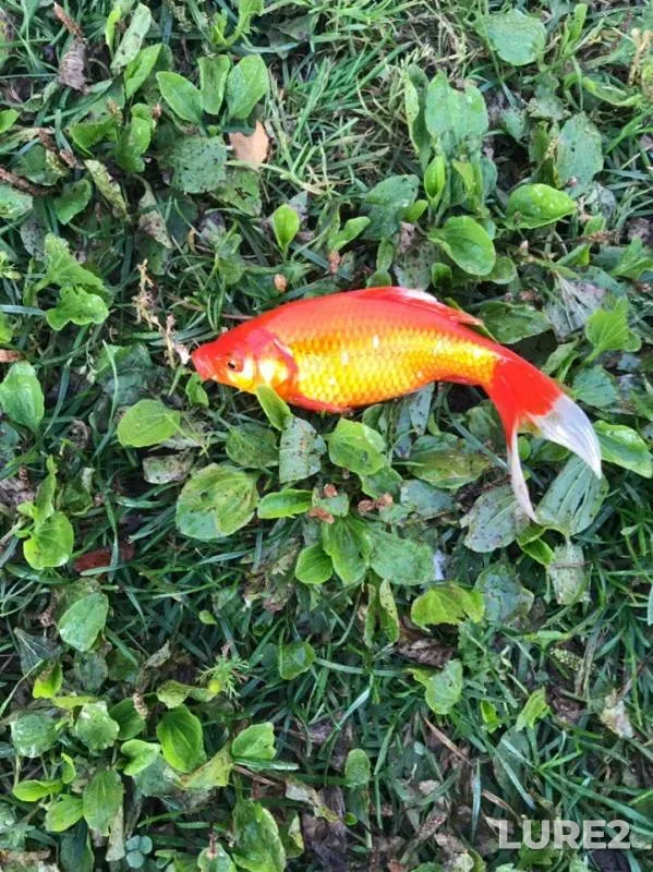 Crucian carp — Rabotnya, Aug 29, 2019