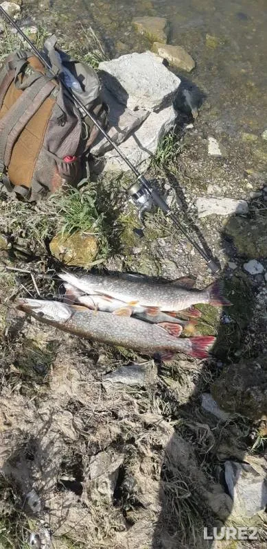 Pike — Lyubozhikha, Sep 03, 2019
