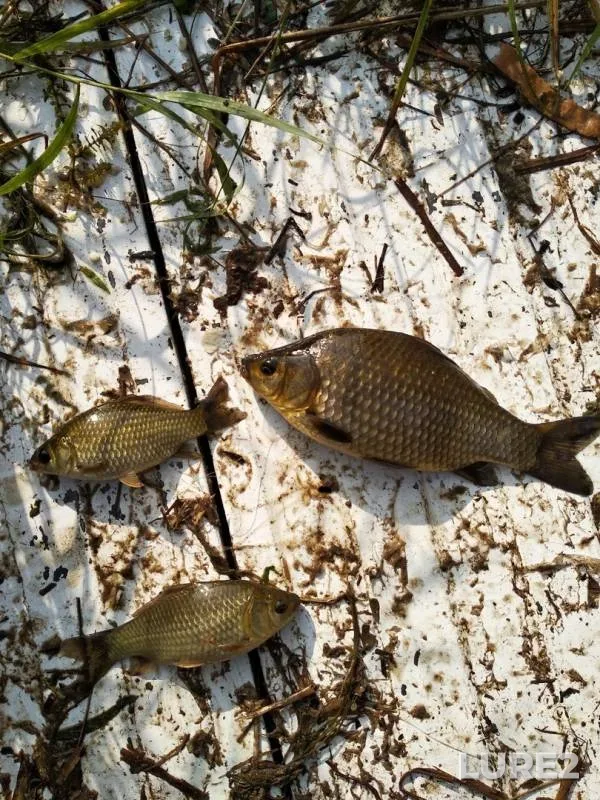 Crucian carp — Medvezhye, Sep 06, 2019