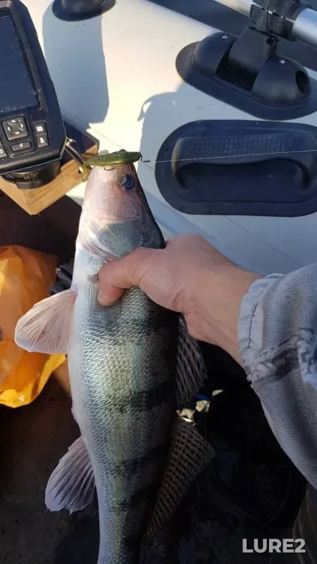 Perch — Oka, Sep 08, 2019