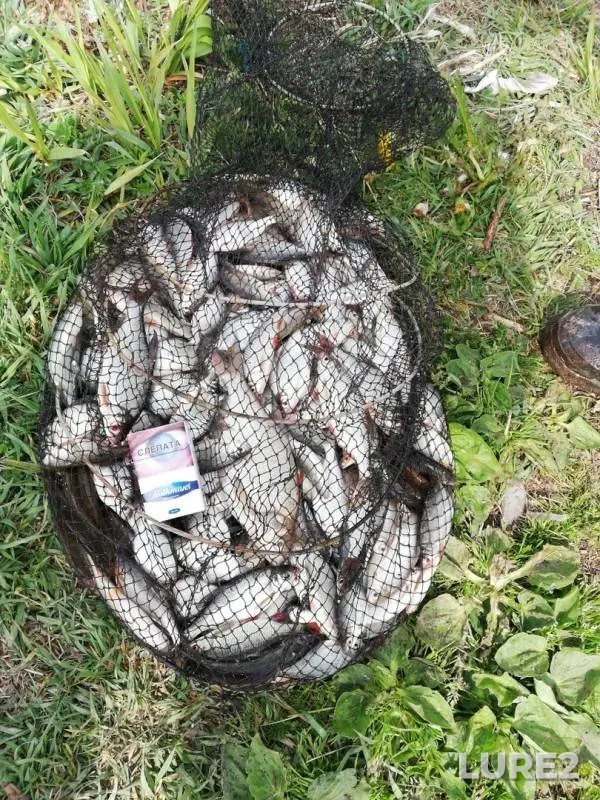 Roach, White bream — Moroch, May 11, 2019