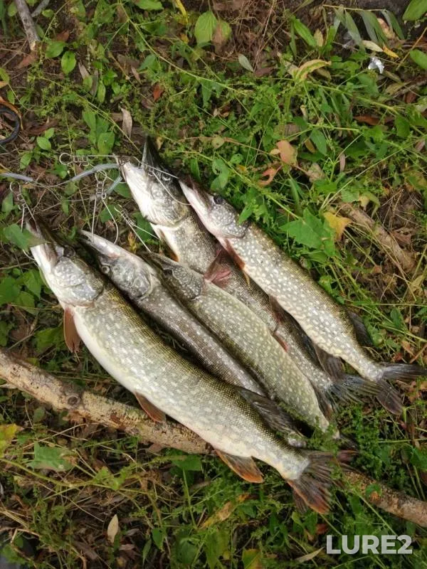 Pike — Padovskiy Karyer, Sep 17, 2019