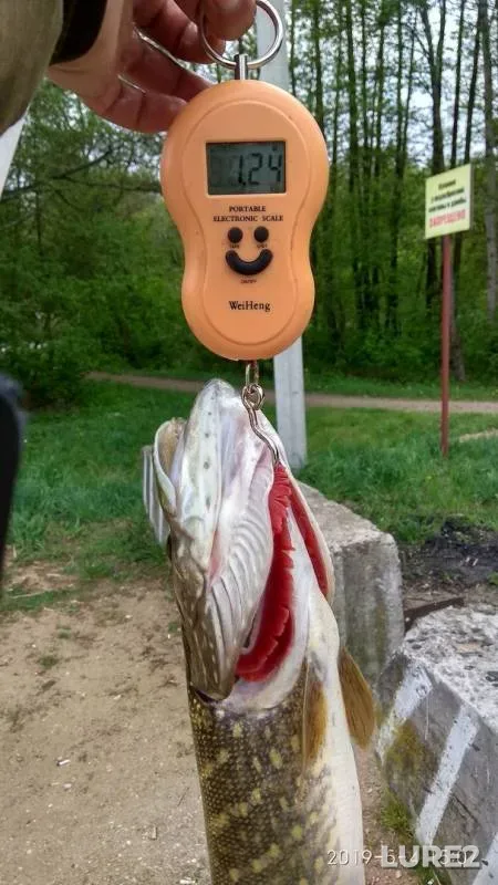 Perch, Pike — Myshanka, May 05, 2019