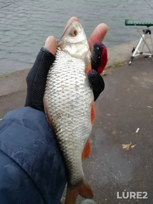 Bream, Perch — Moskva, Sep 22, 2019