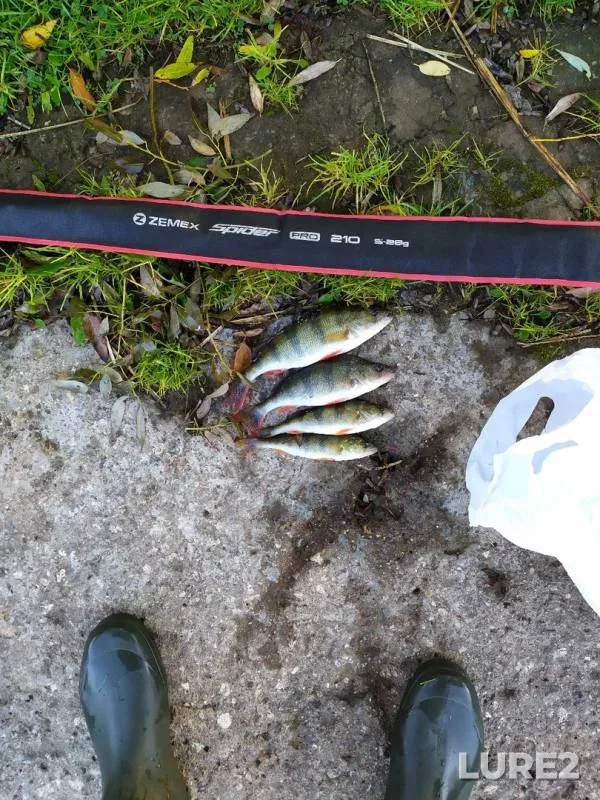 Perch — Tverskaya oblast, Sep 28, 2019
