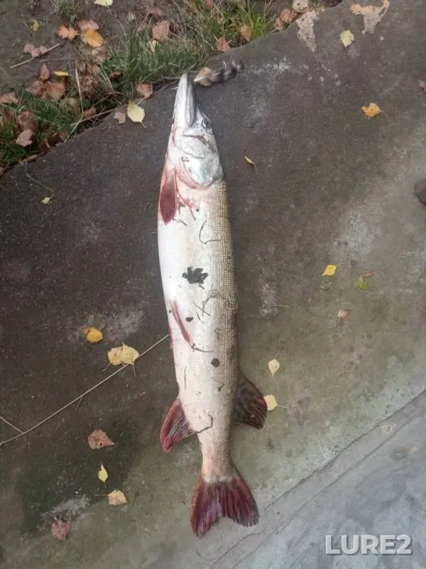 Pike — Moskovskaya oblast, gorodskoy okrug Stupino, Oct 01, 2019