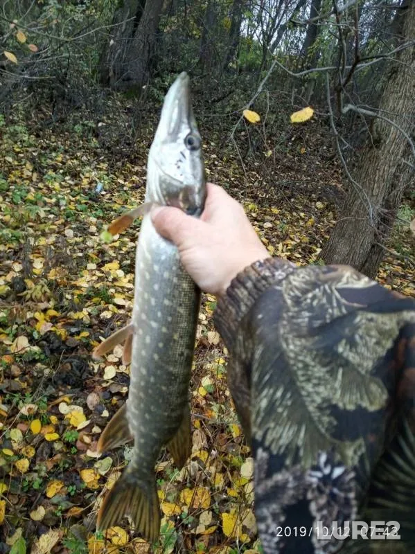 Pike — Kabanovskoye, Oct 15, 2019