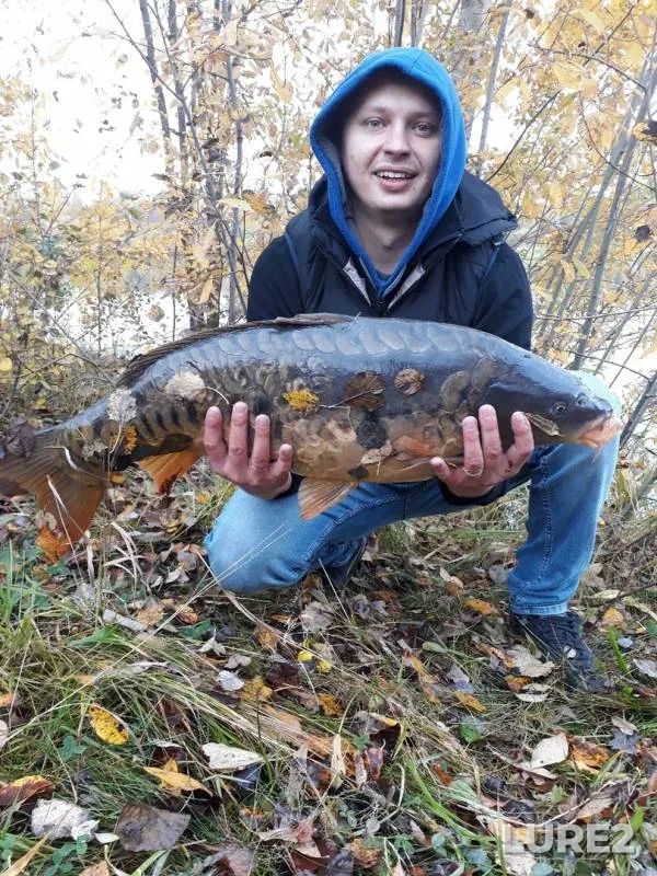 Carp — Lashutka, Oct 05, 2019