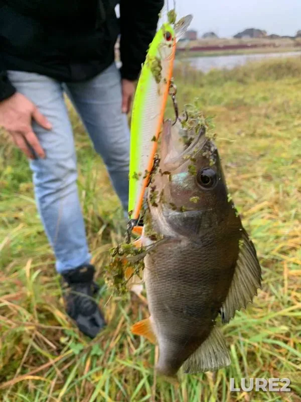 Perch, Pike — Otra, Oct 01, 2019