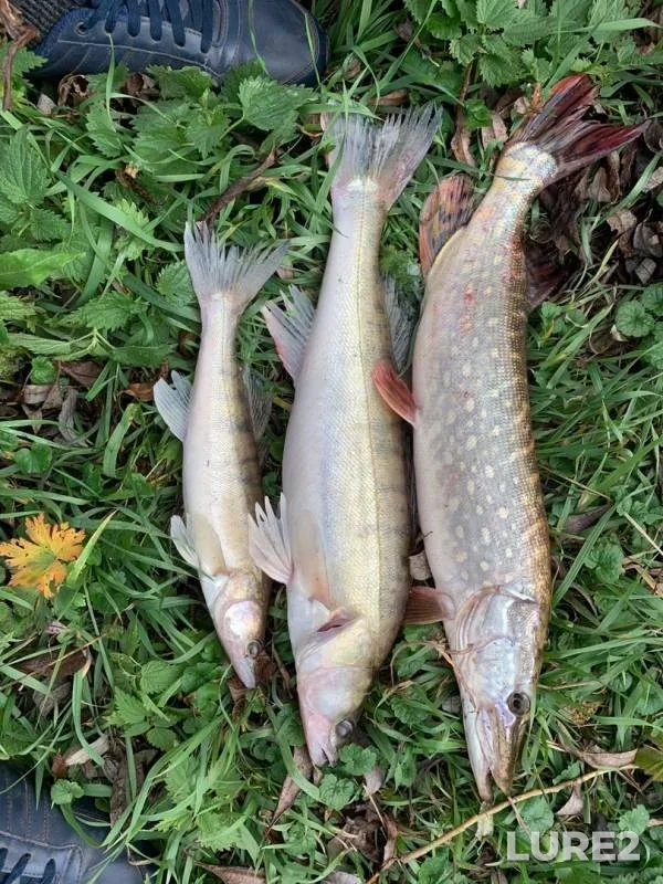Pike, Zander — Oka, Oct 16, 2019