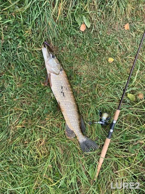 Pike — Torfyanka, Oct 17, 2019