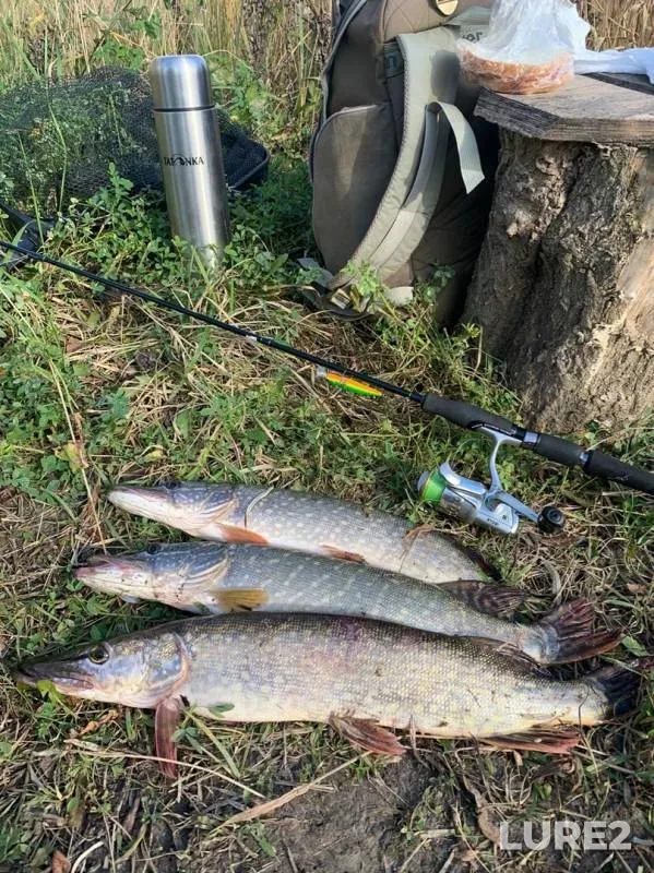 Pike — Tatishchevskoye Ushireniye, Oct 20, 2019