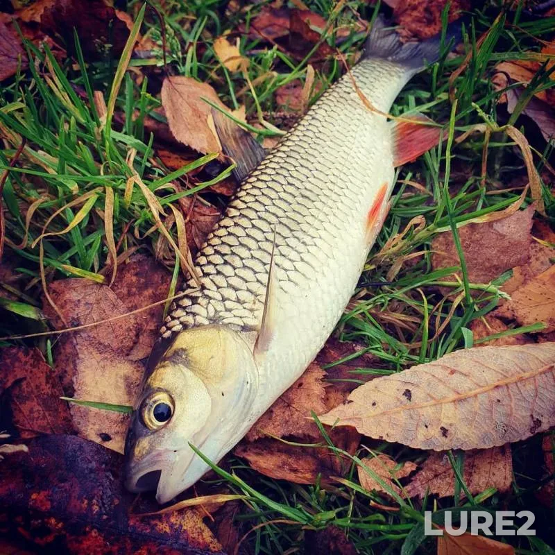 Chub, Crucian carp — Ivankovskoye, Oct 21, 2019