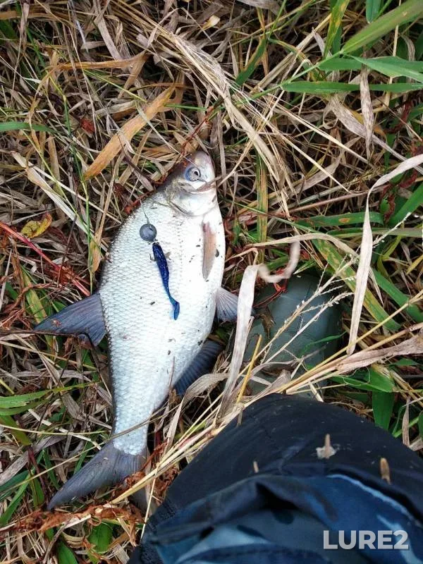 Bream, Zander — Oka, Oct 22, 2019