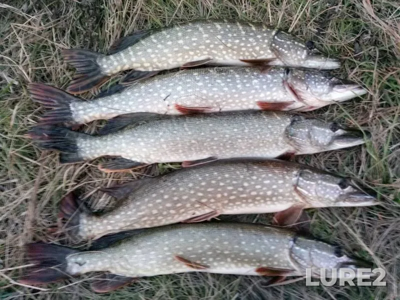Pike — Sitnoye, Oct 23, 2019
