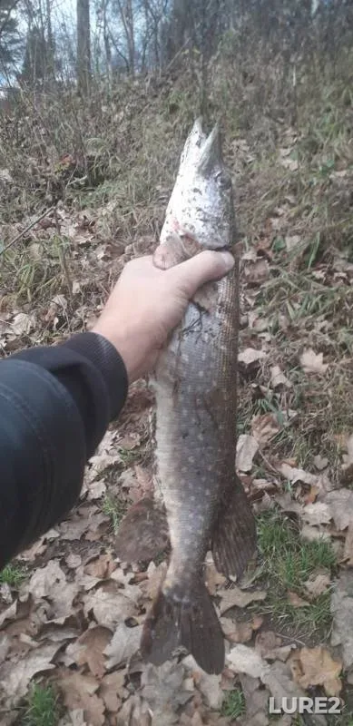 Pike — Klyazma, Oct 28, 2019