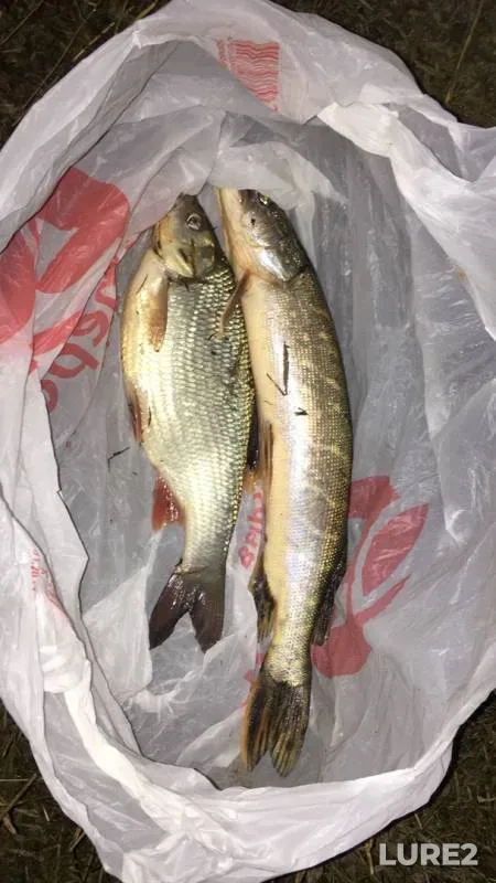 Burbot, Ide — Klyazma, Oct 30, 2019
