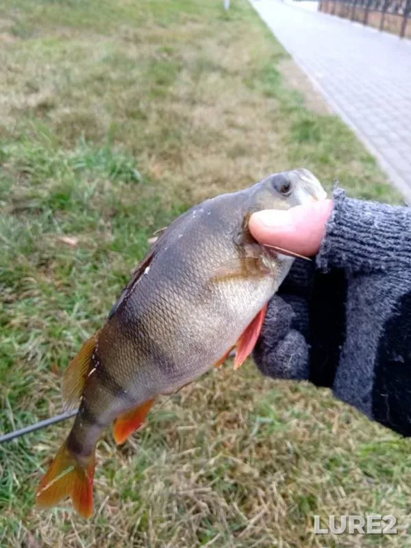 Perch, Zander — Moskva, Nov 04, 2019