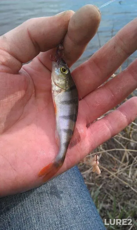 Perch — Senezh, Apr 20, 2019