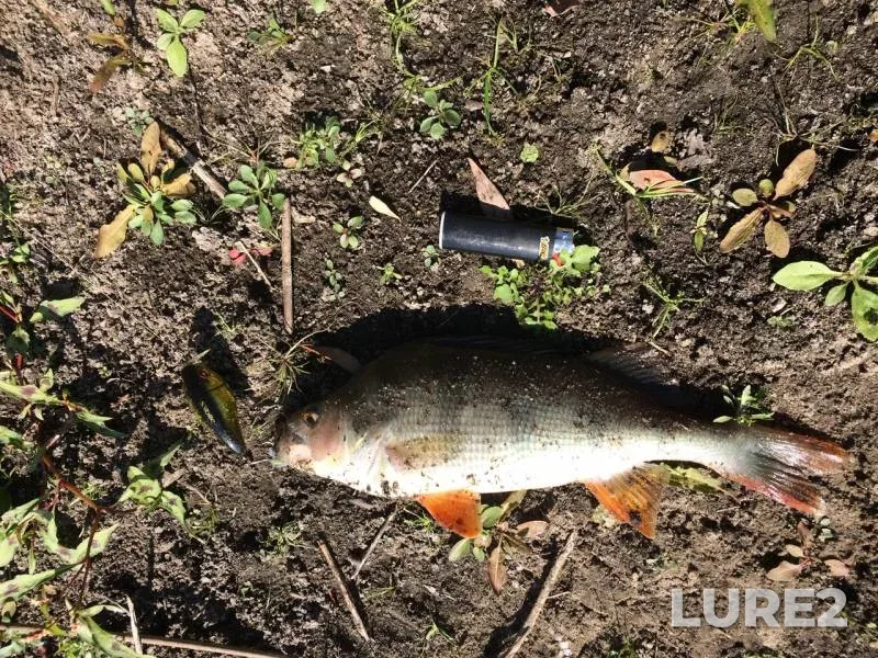 Perch — Lipetskaya oblast, Apr 20, 2019