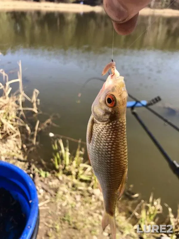 Roach — Saminka, Apr 18, 2019