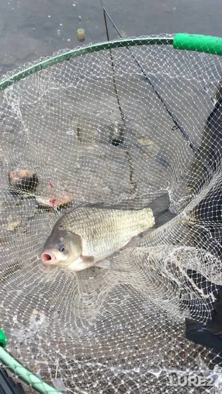 Bream, Crucian carp — Moskva, Apr 09, 2019