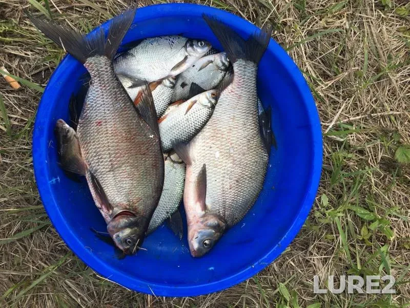 Bream, Roach — Moskva, Apr 06, 2019