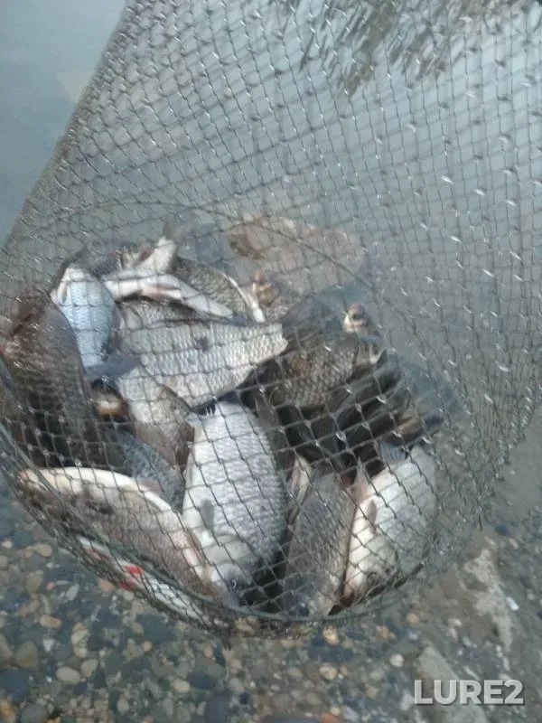 Crucian carp — Chiryurtskoye, Mar 20, 2019