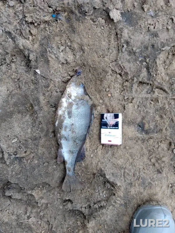 Perch, Zander — Moskva, Nov 29, 2019