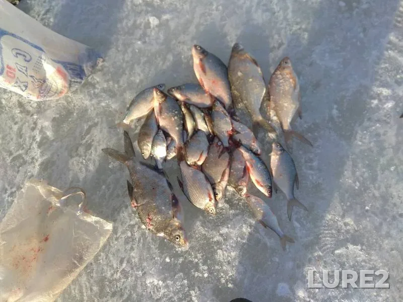 Bream, White bream — Kamskoye, Apr 06, 2019